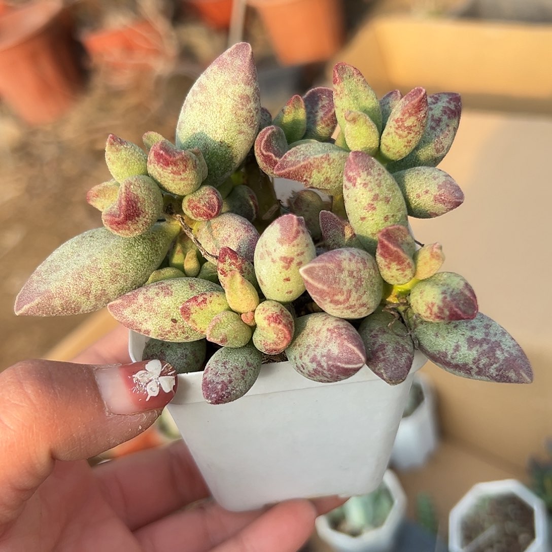 多肉植物艾薇儿水泡