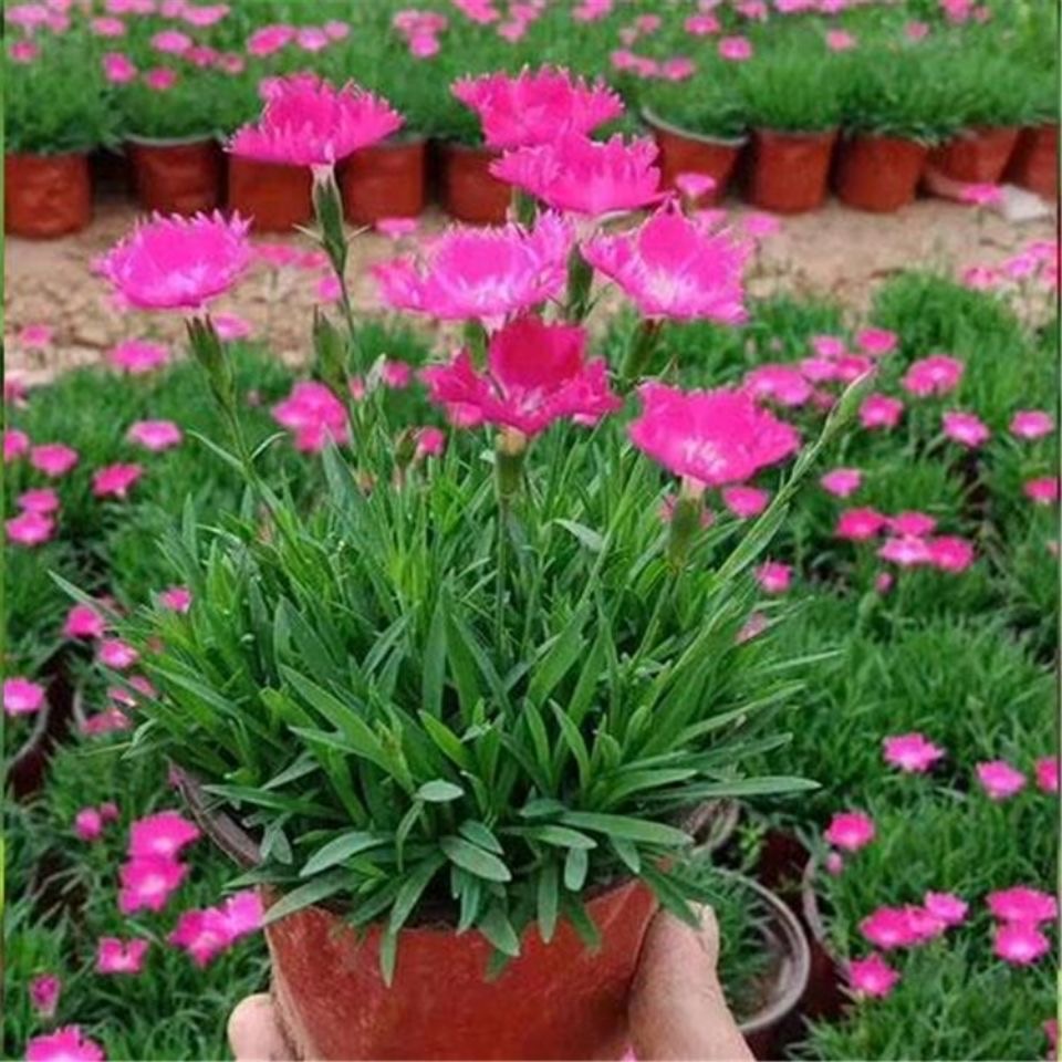 欧石竹花苗四季开花草坪多年生耐寒耐旱庭院盆栽绿化粉贝宿根