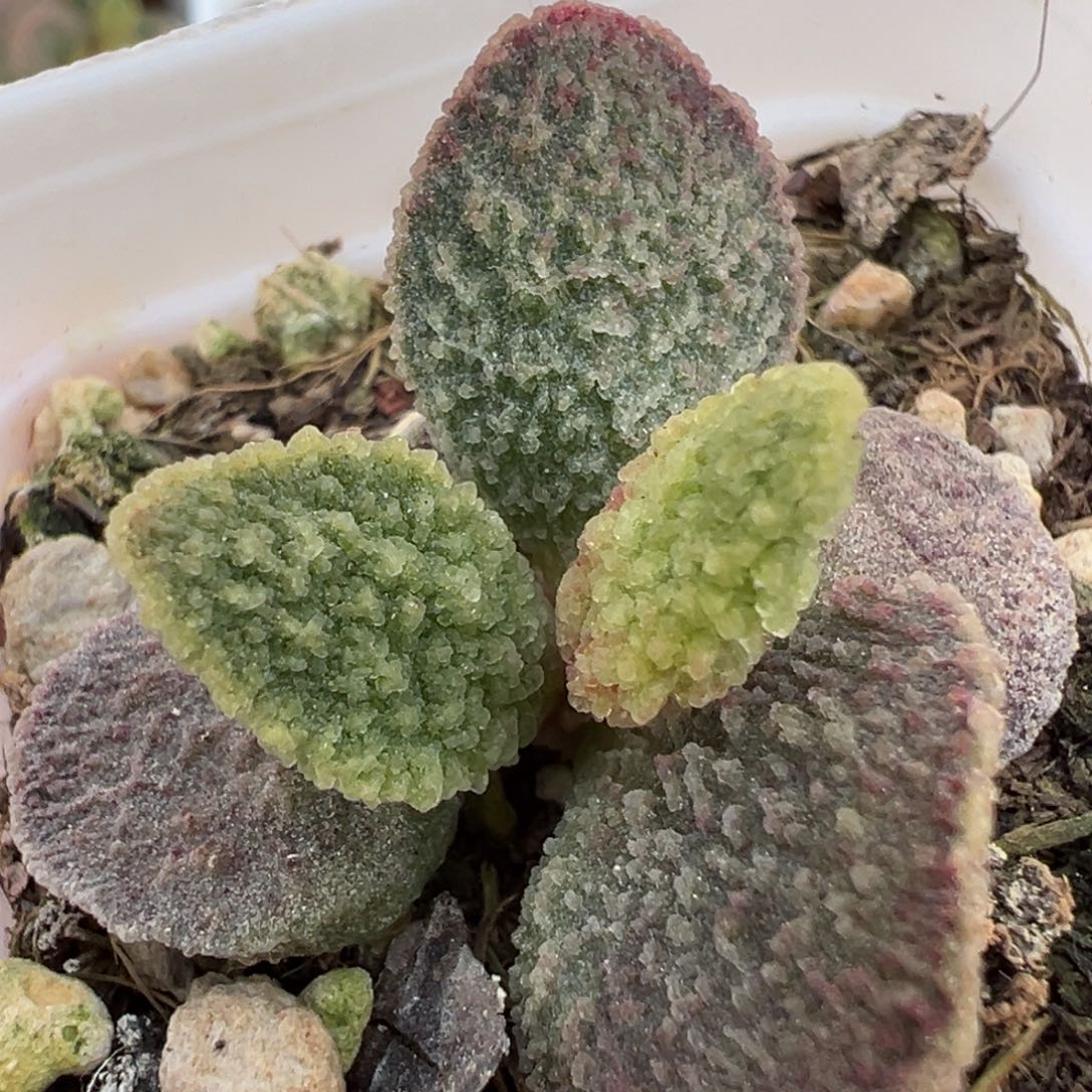 实生新品多肉植物水泡多肉植物