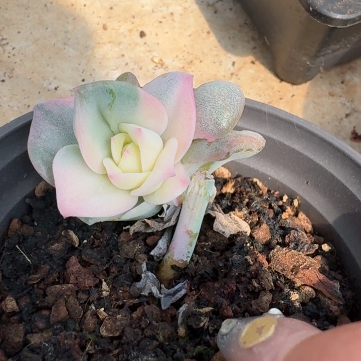 可爱玫瑰一物一拍