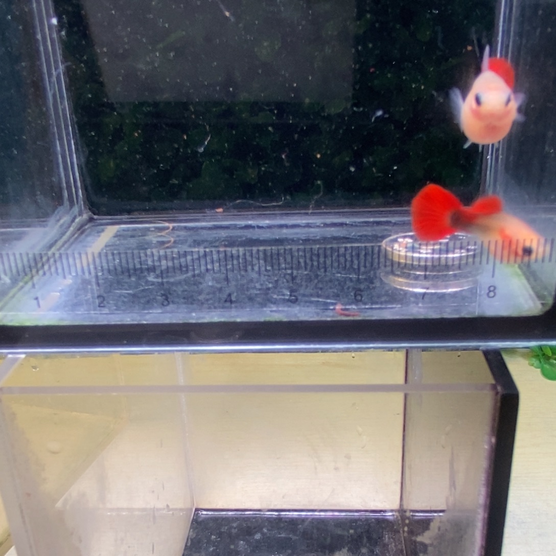 孔雀鱼红礼服玻璃猫球体一对