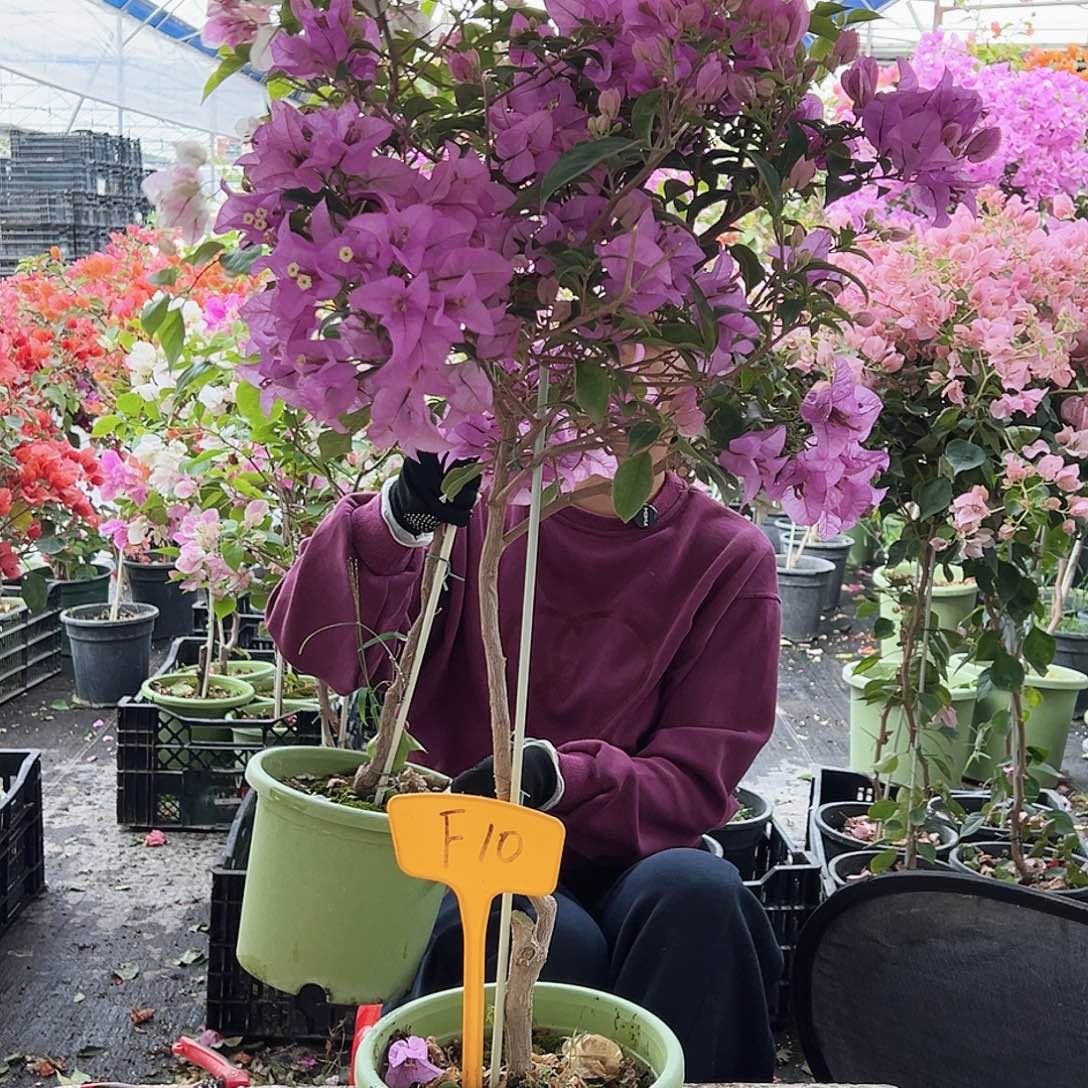 果***果大部分花苞少量开放F10巴西紫