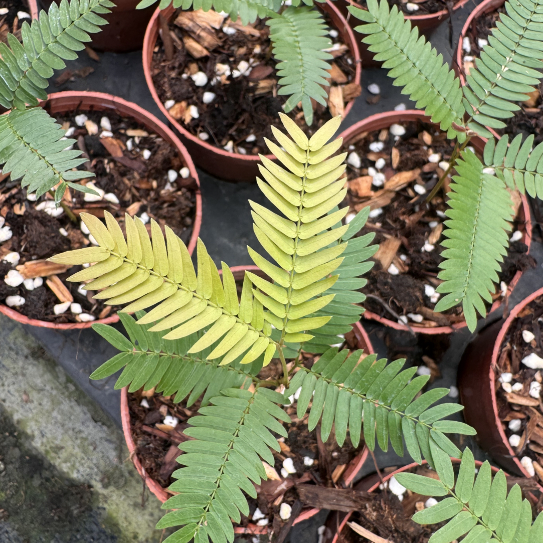 密叶猴耳环室内绿植盆栽耐阴好养可净化空气高度5厘米一10厘米