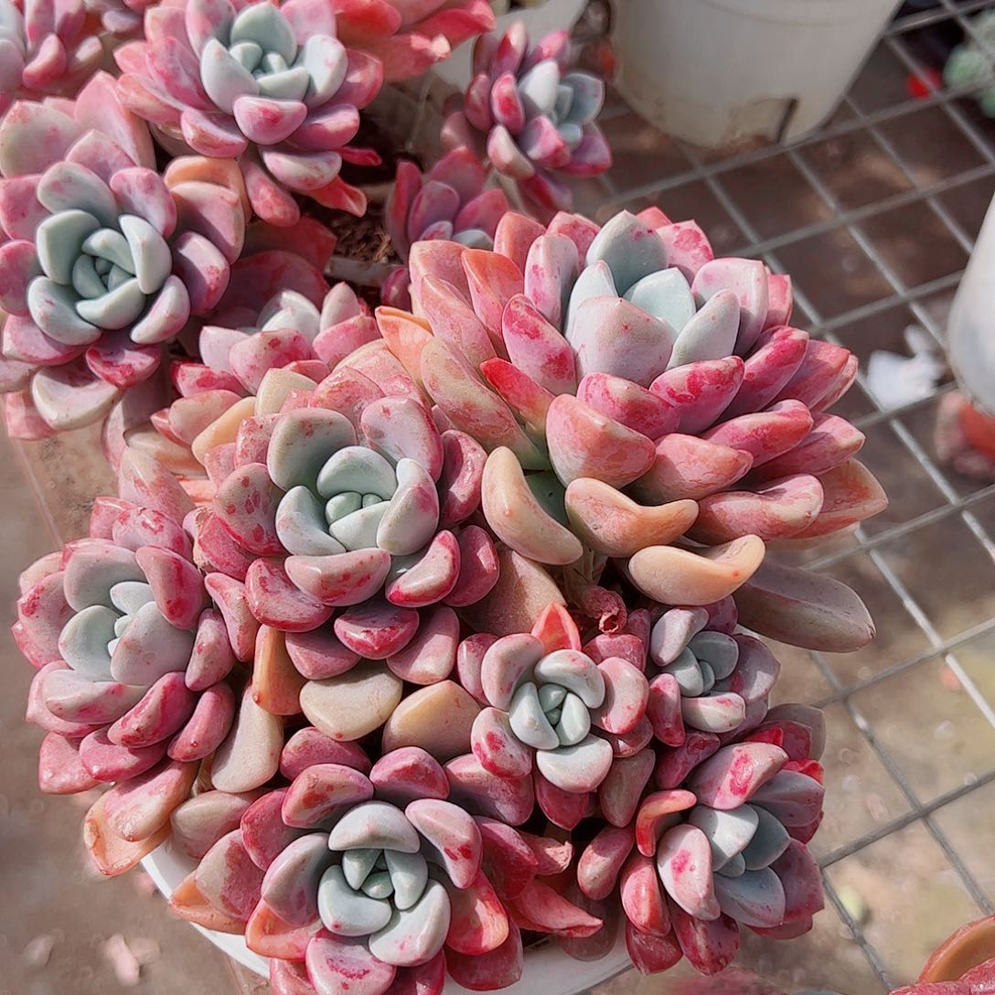 花斑露多头群生精品特价