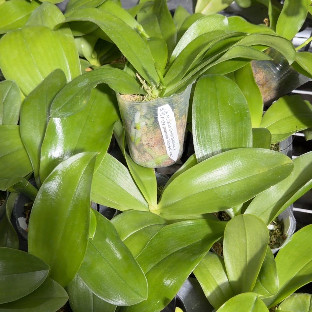 无花朵原生2629带梗