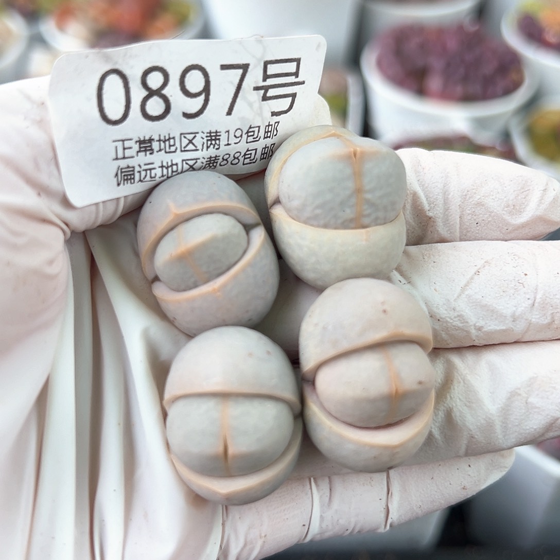 好养易活生石花大母本0897