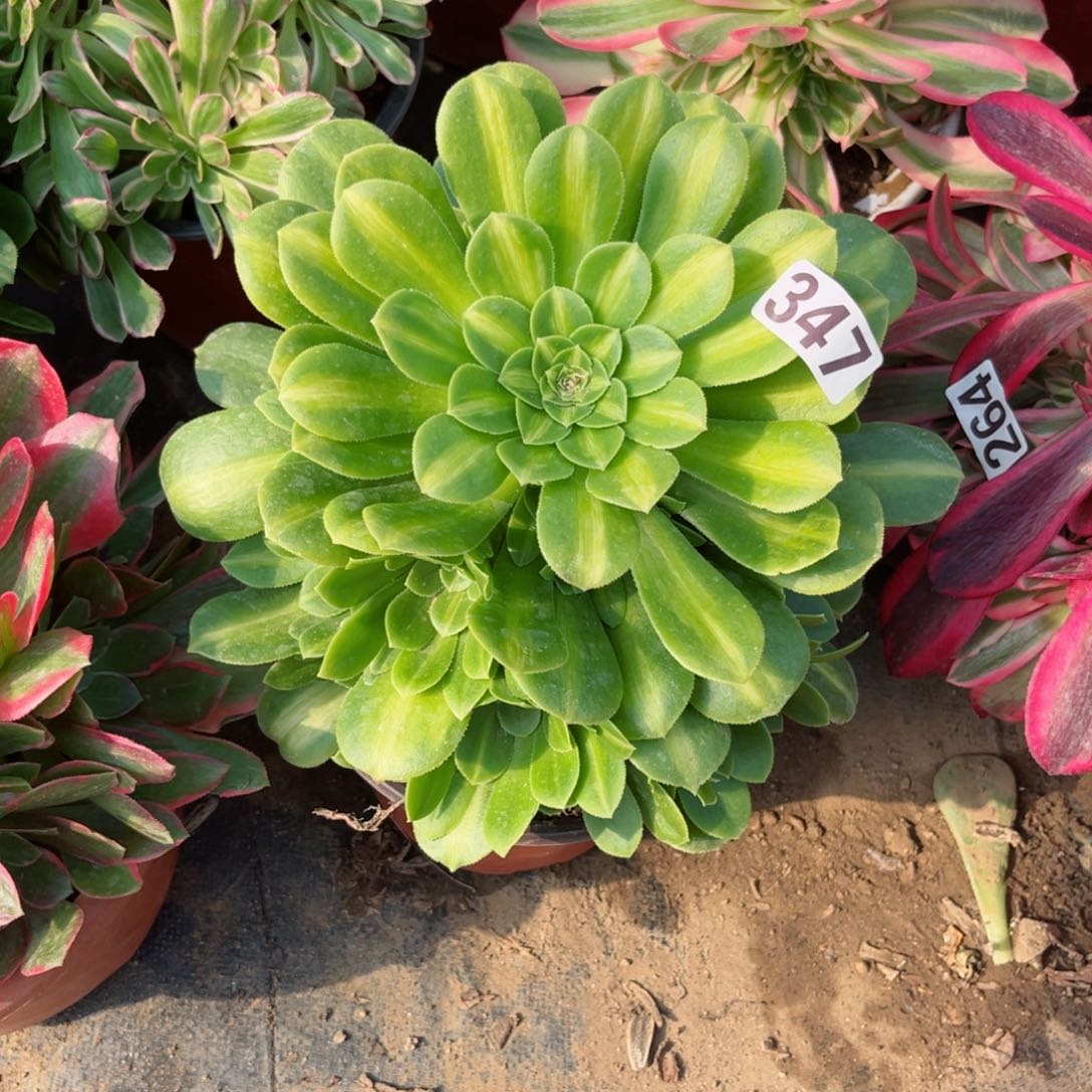 347翡翠琉璃多肉植物