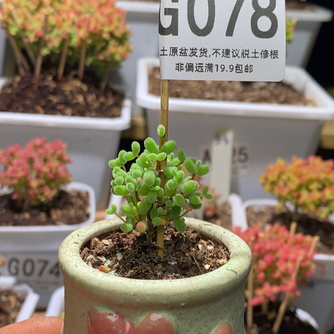 M***a闪购枝干番杏带盆实生糖球G078