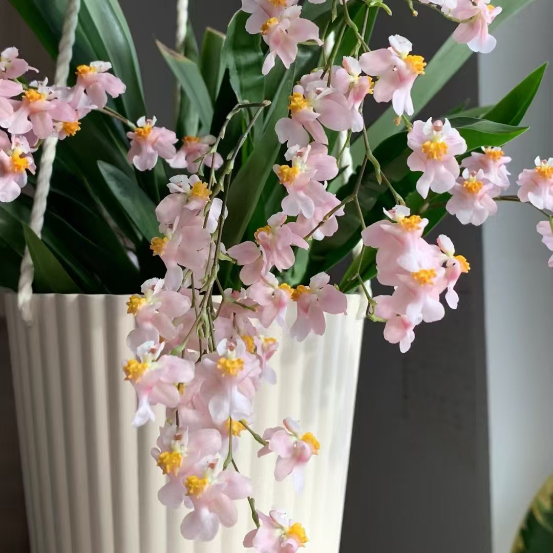 【大聪明卖花】梦香兰鲜花  任意两单花材顺丰冷链或德邦快递