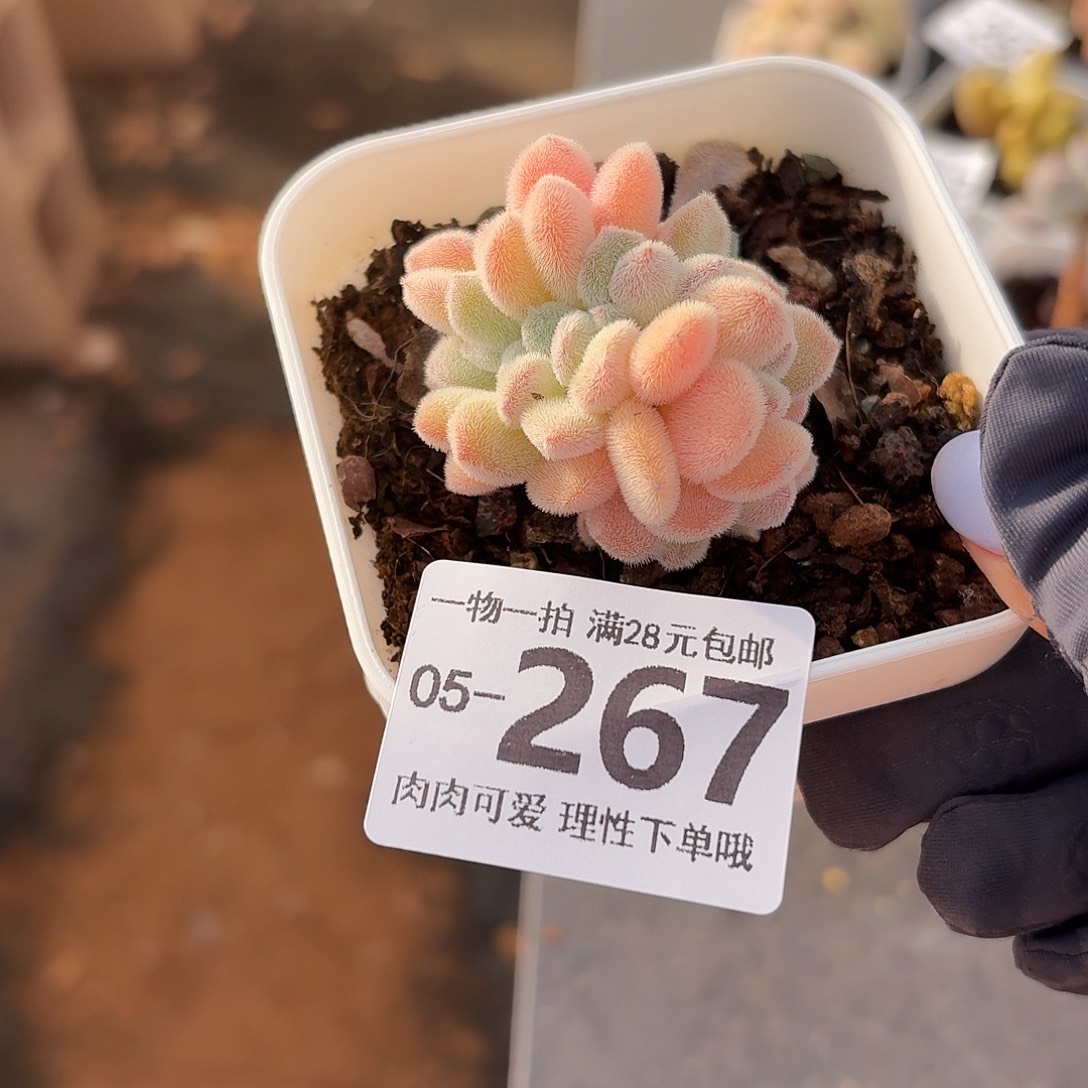 雪晃星缀化无盆土发货无盆
