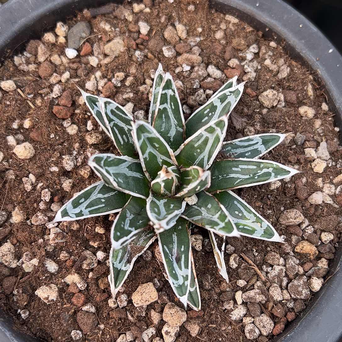 姬浓白头屉之雪植物