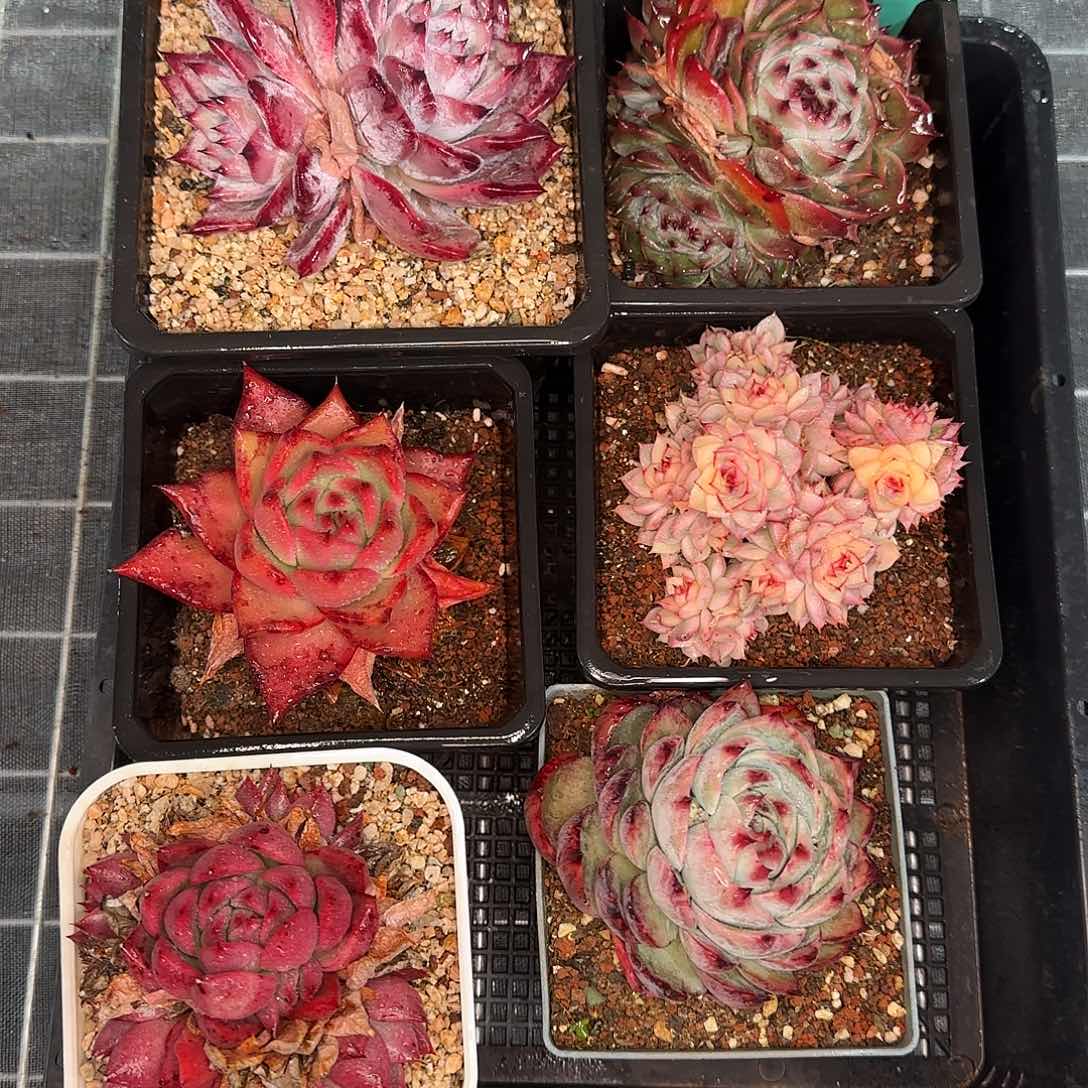 从前慢花园精选0120-86