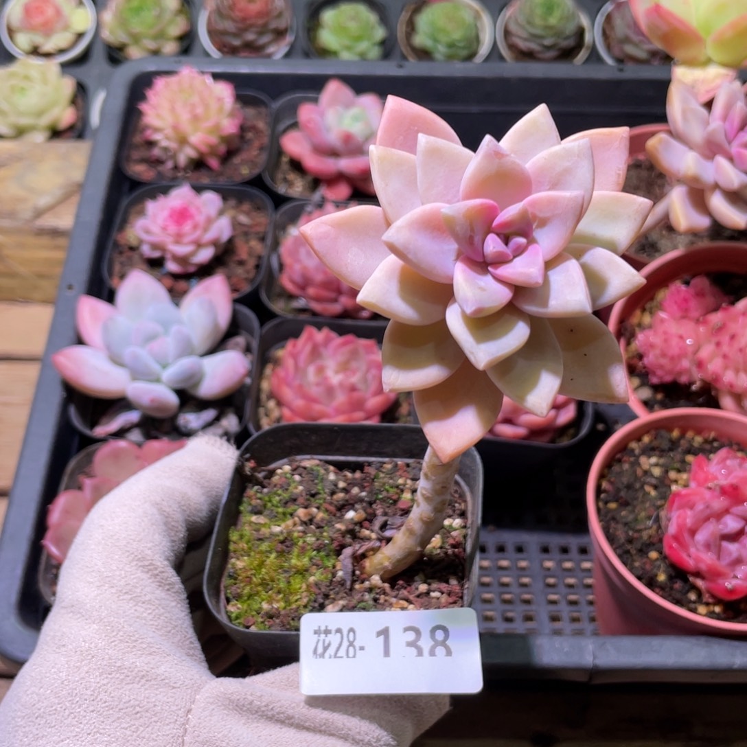 花利美28-138淡雪