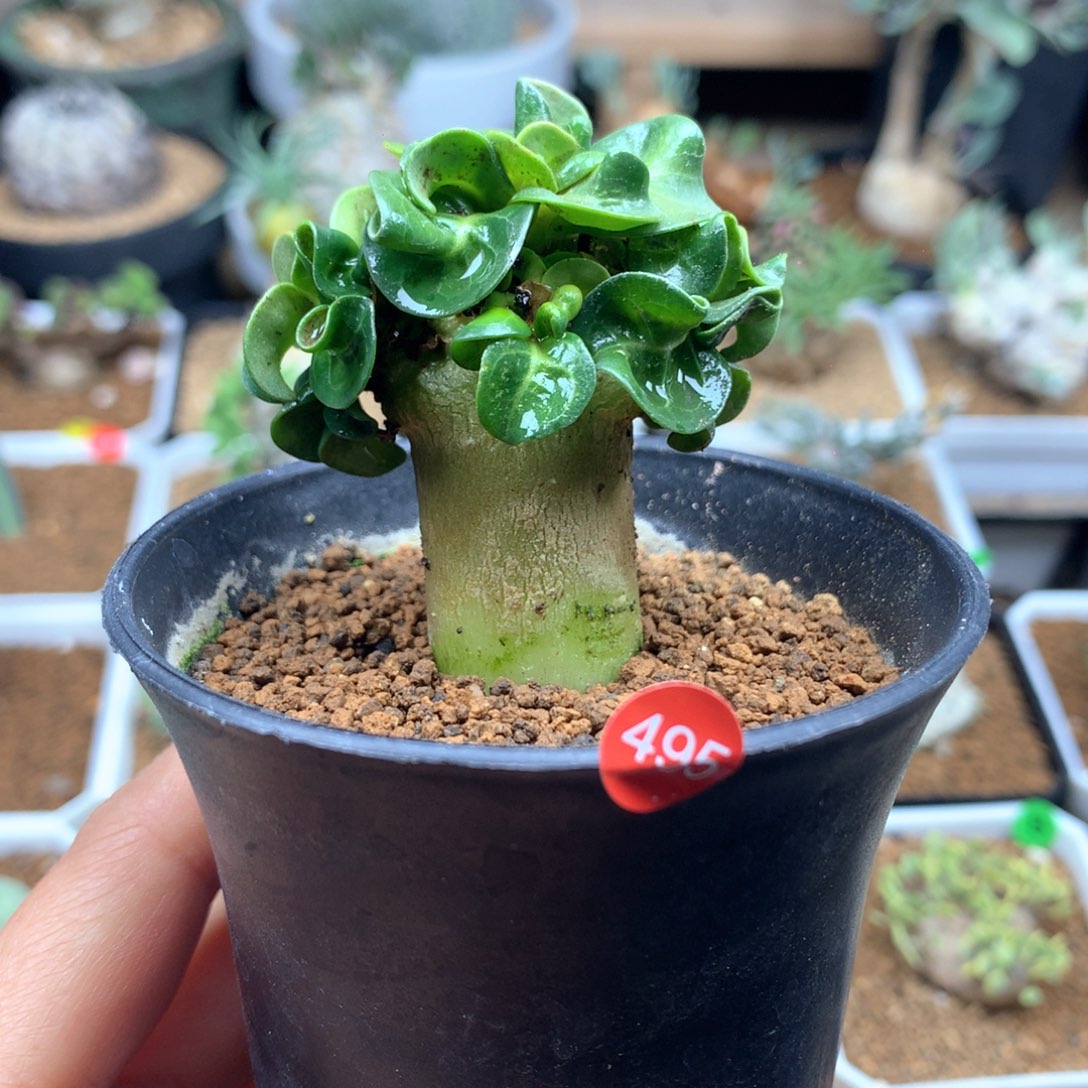 可*495号带盆多肉羊角