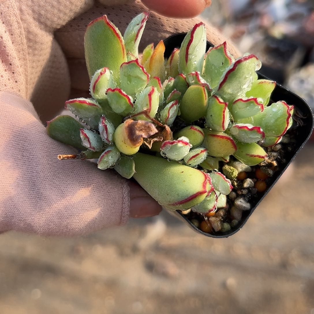 多肉植物巧克力线