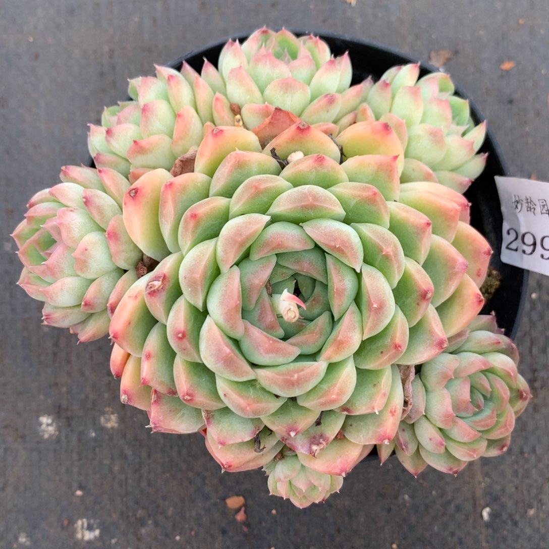 2995杂交精品基地13厘米