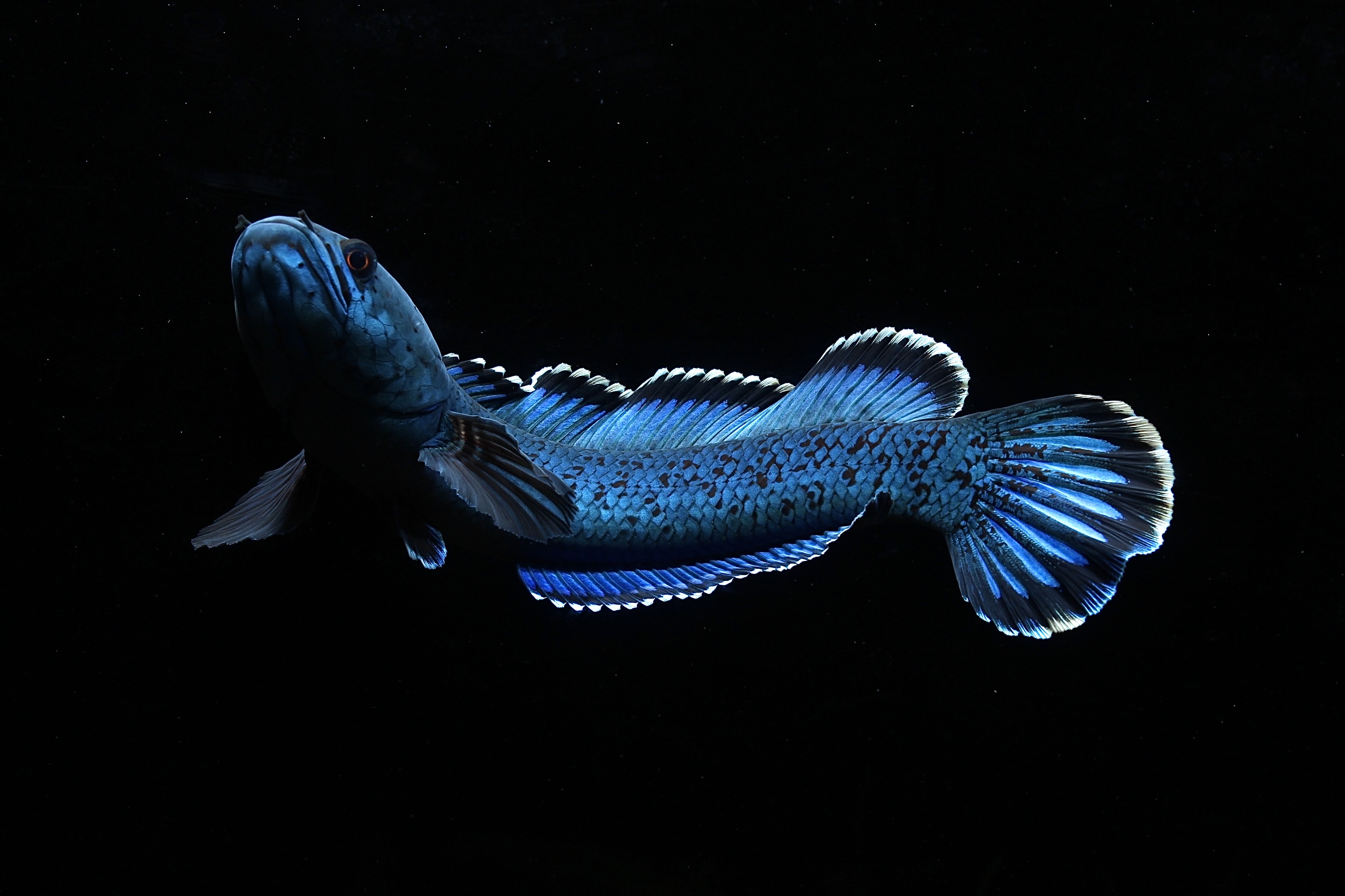 10-400直播间雷龙鱼补差价