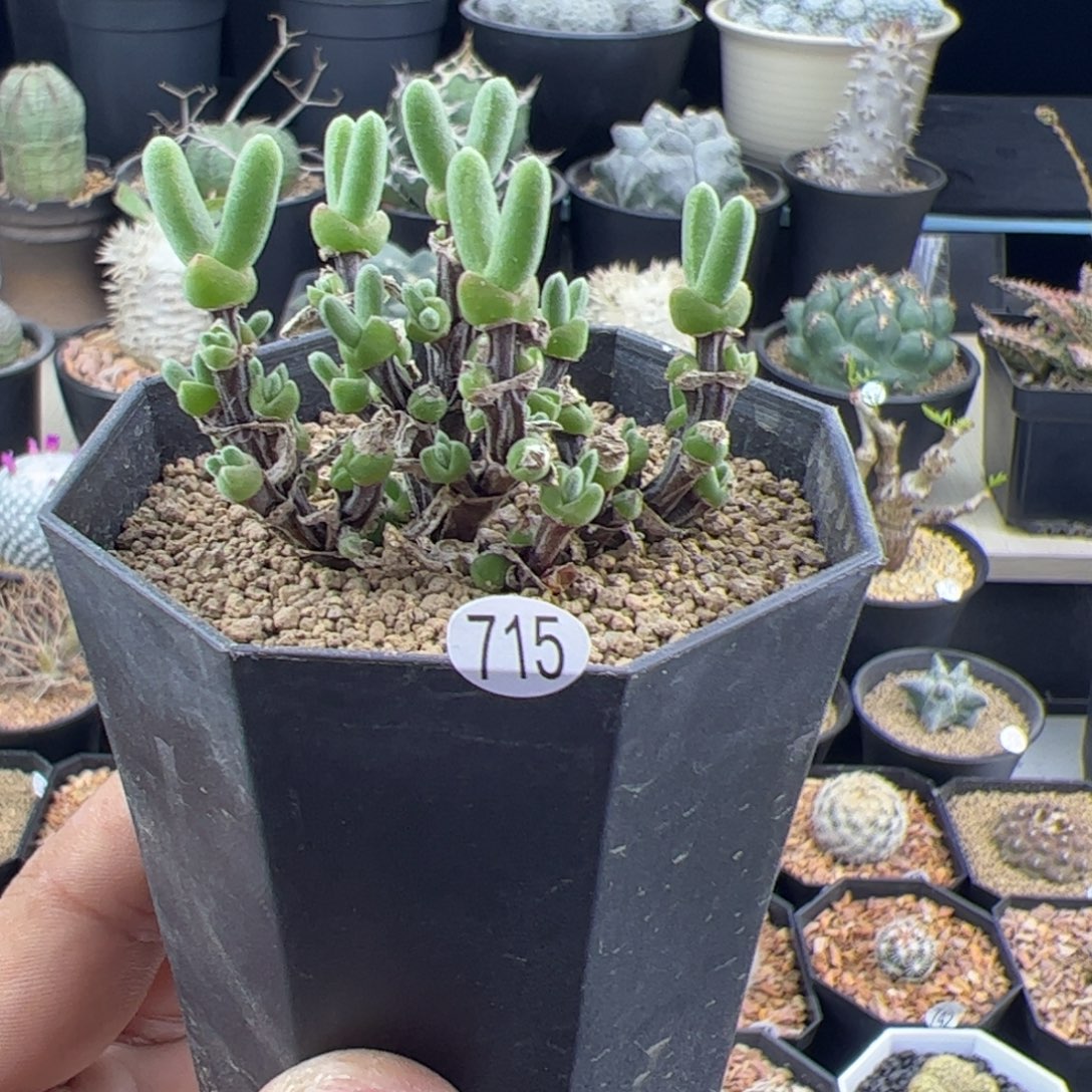 短耳朵小兔子一物一拍715