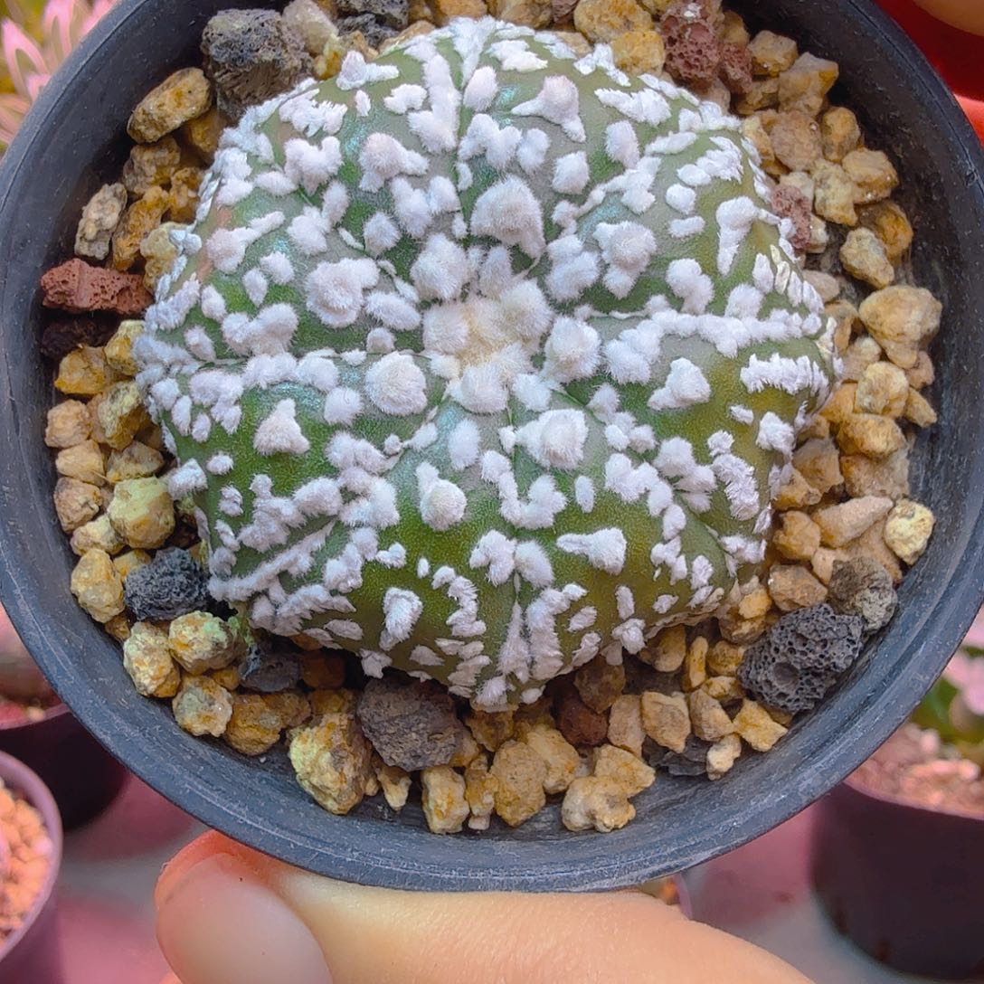 飞碟海星v日系实生多肉植物