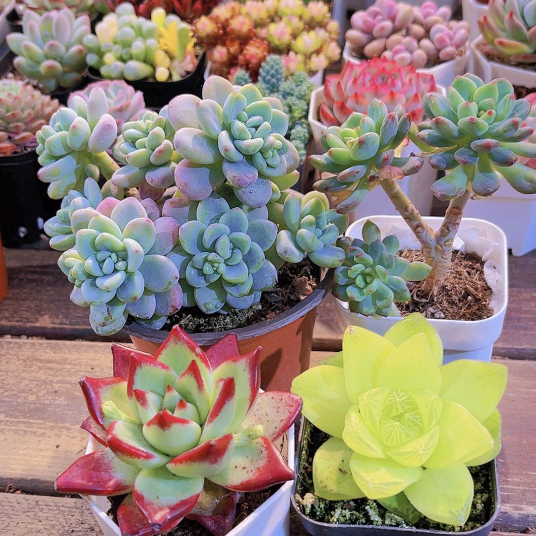 大劳尔➕红乌木➕黄金雨露➕蓝苹果多头