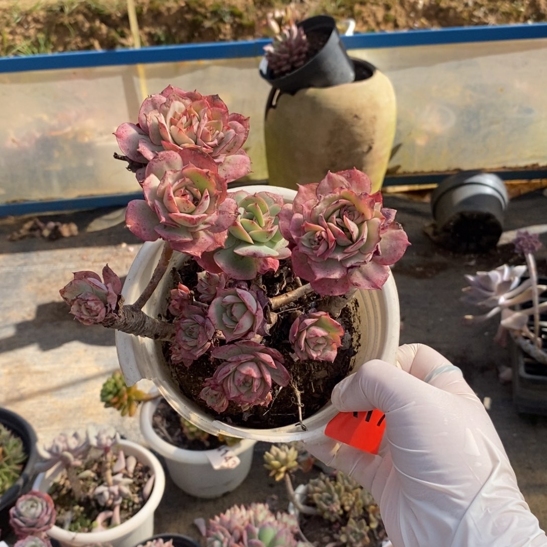 171克罗地亚玫瑰一物一拍