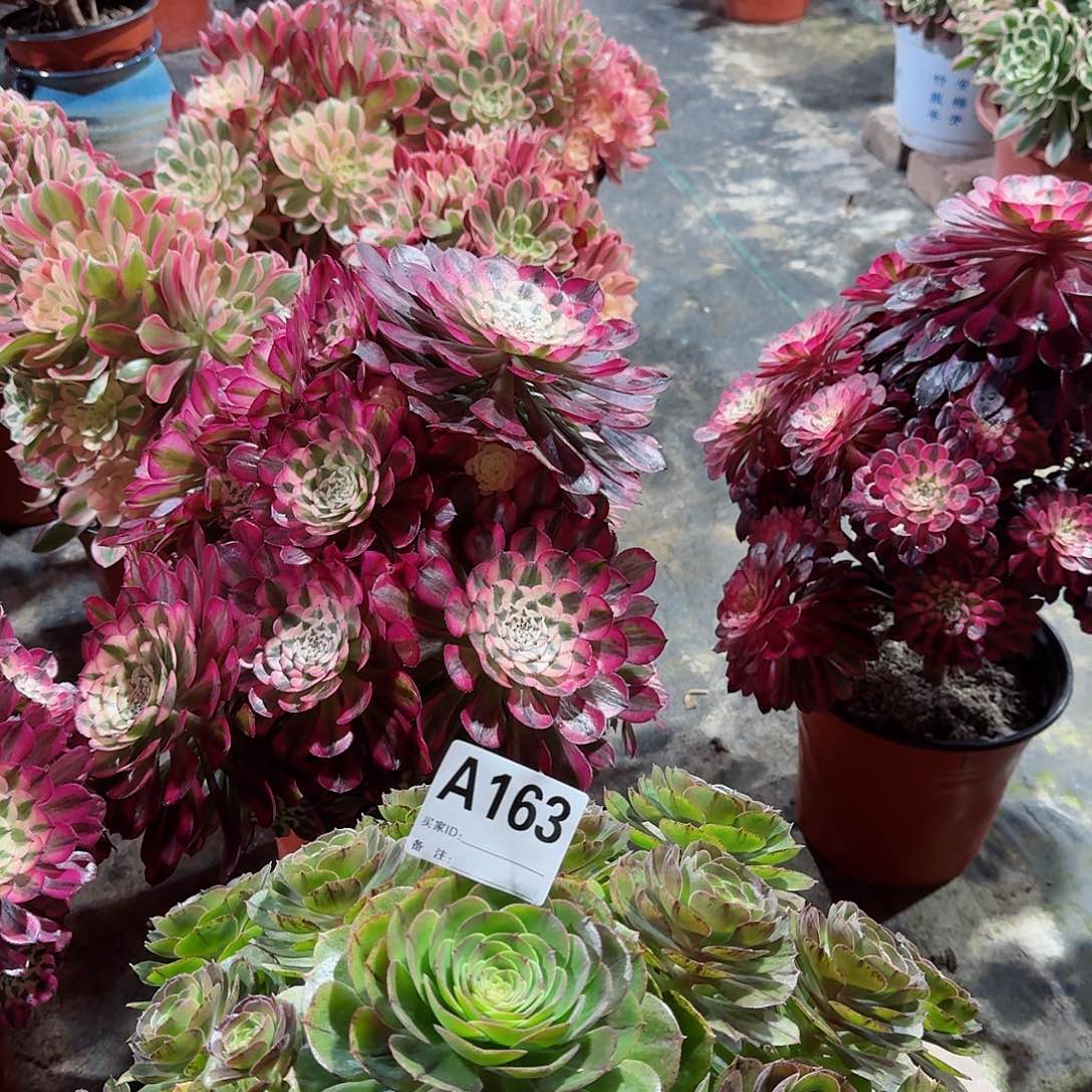 万圣节老桩子163