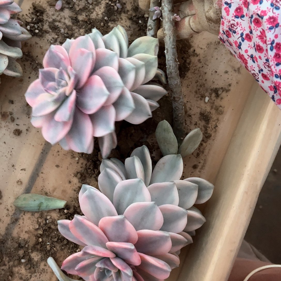 糖**儿多肉植物紫乐景A89