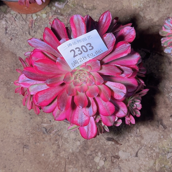 2302月婵多肉植物老桩