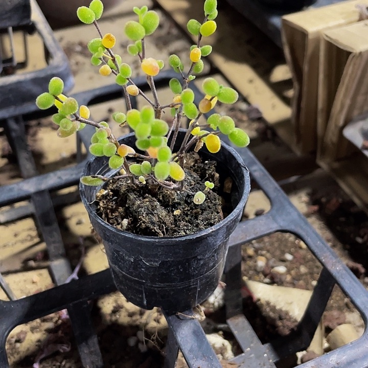 紫彩糖球2.8带盆土发