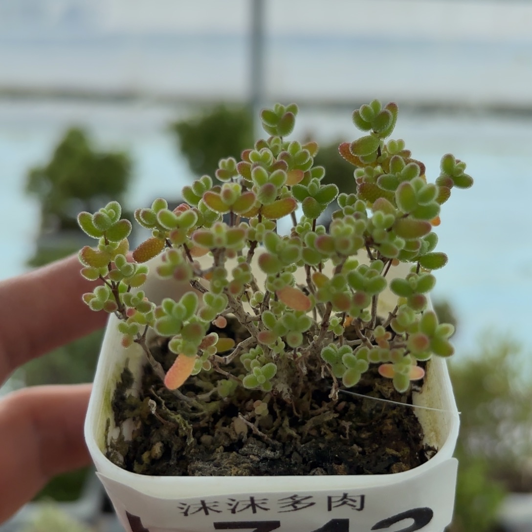 742蜜橘糖球枝干福利
