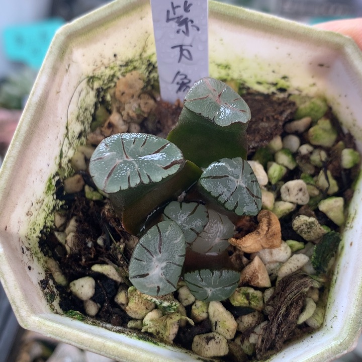 紫万象一物一拍带盆