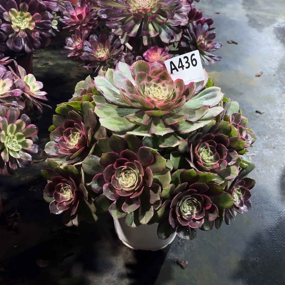 夏***柔多肉植物粉花妖436多肉