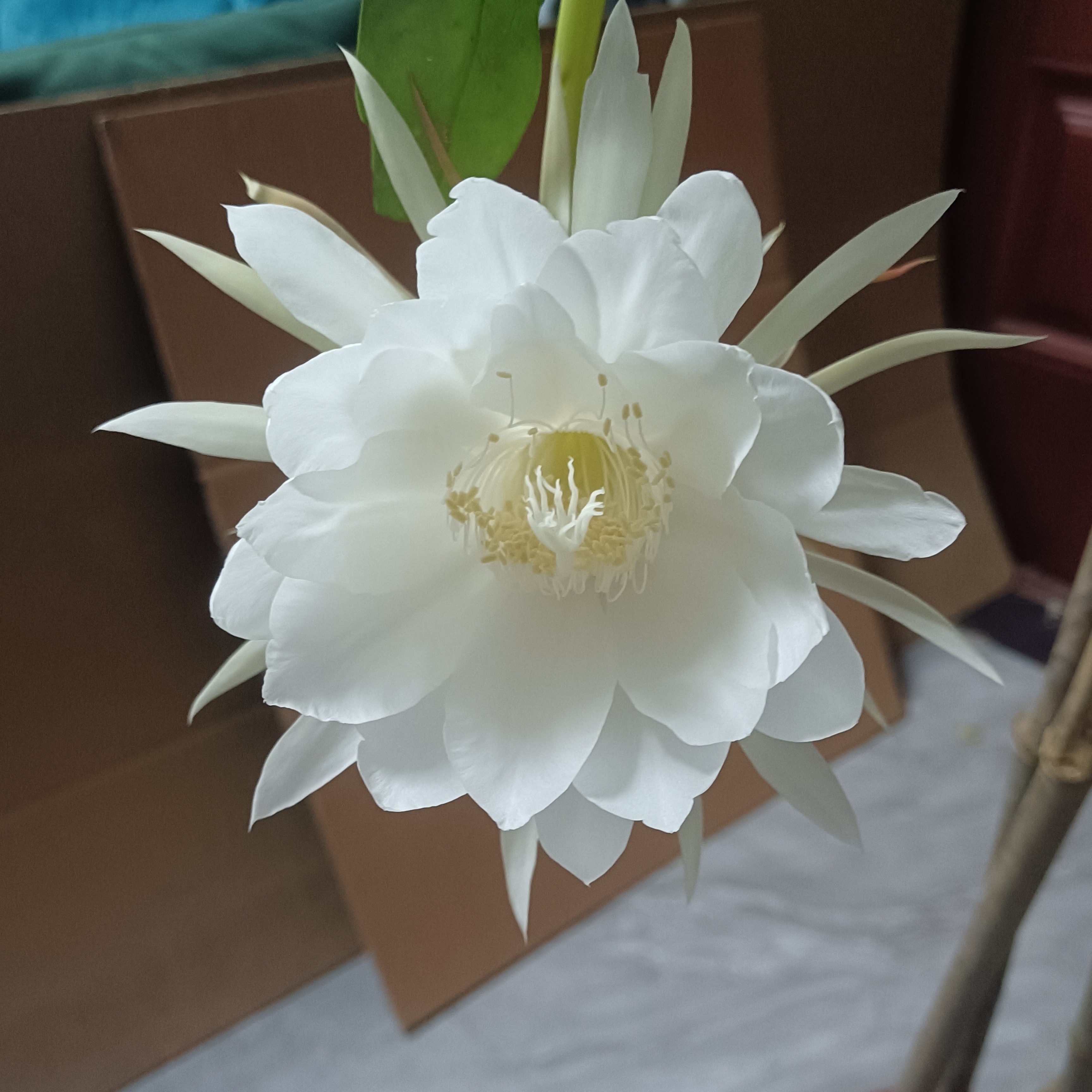 昙花一物一拍直播报价包邮专用链接