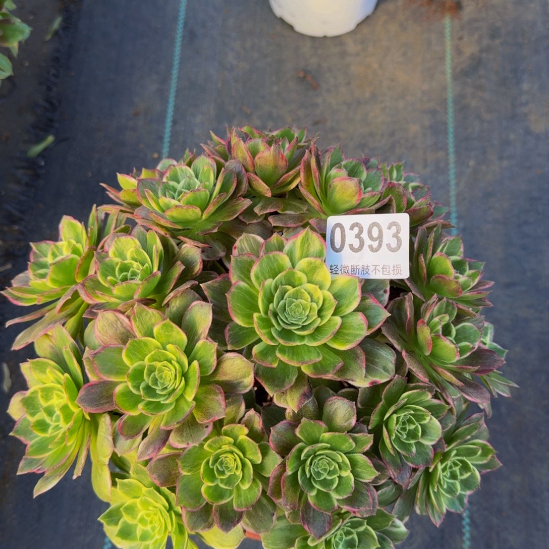 万彩灯393333333333