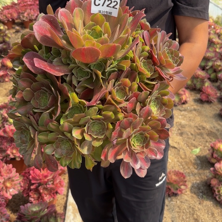 瑞妈多肉植物722