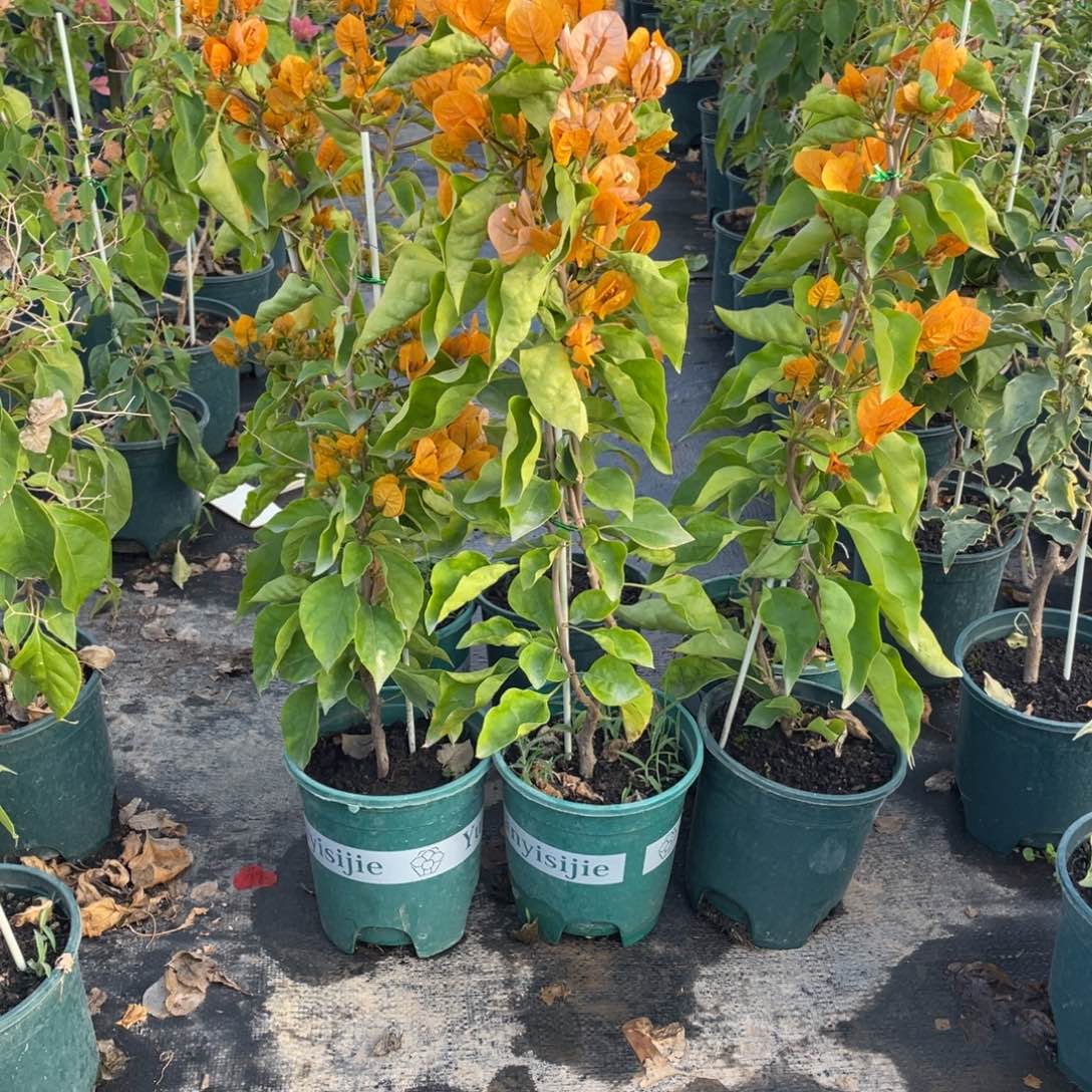 全部花朵金探戈一盆量拍