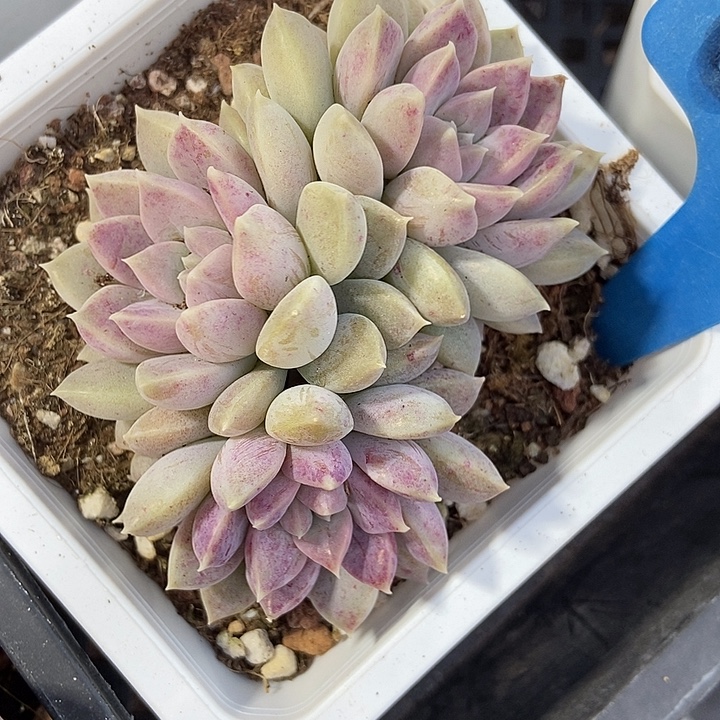 多肉植物奶糖6148多肉