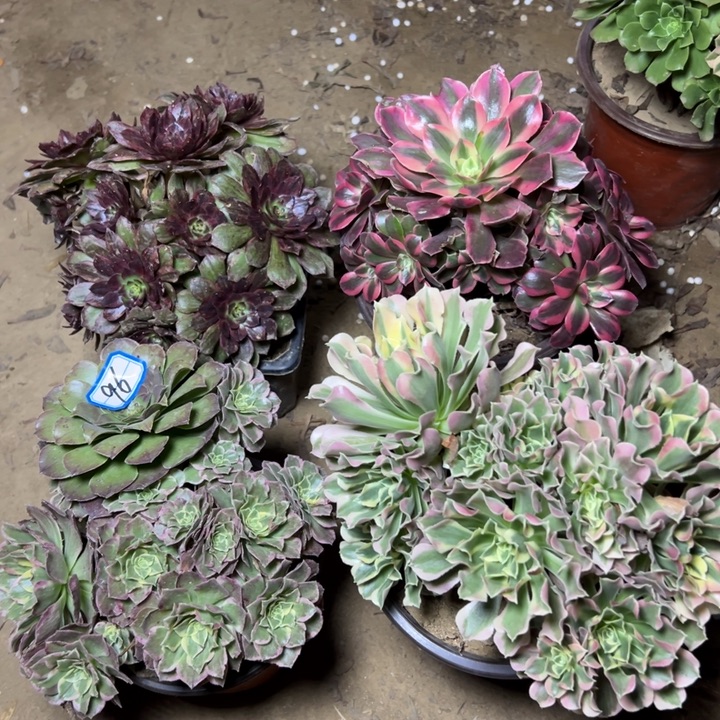 多肉植物四个断枝不包96