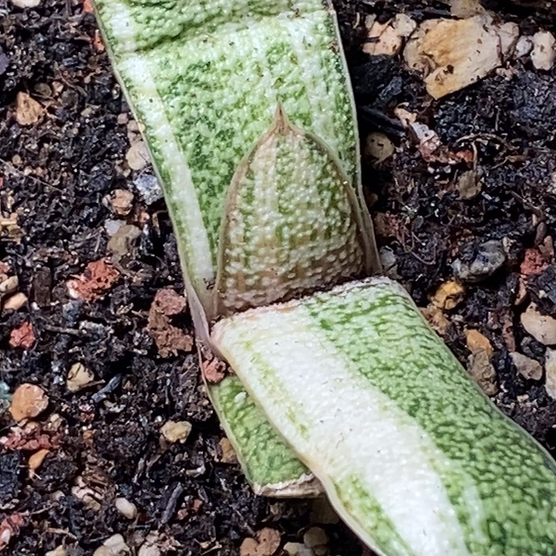 不带盆脱土裸根发货（有伤）