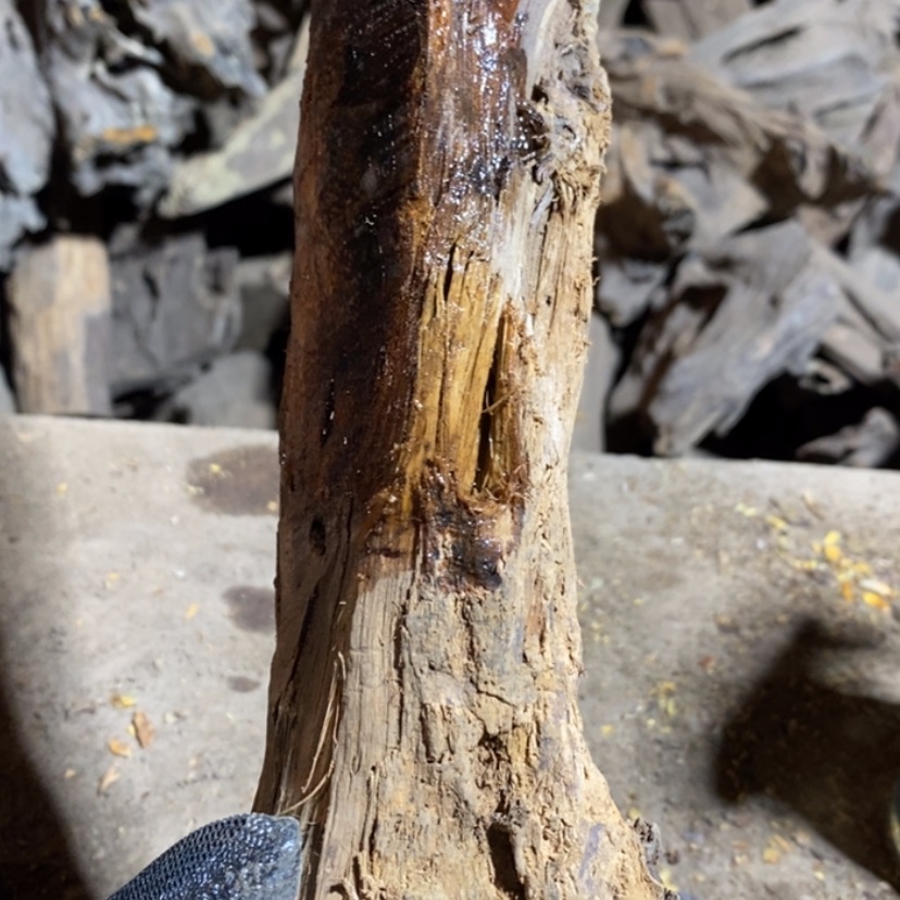 【闪购商品】把件贡木俗**个私人订制