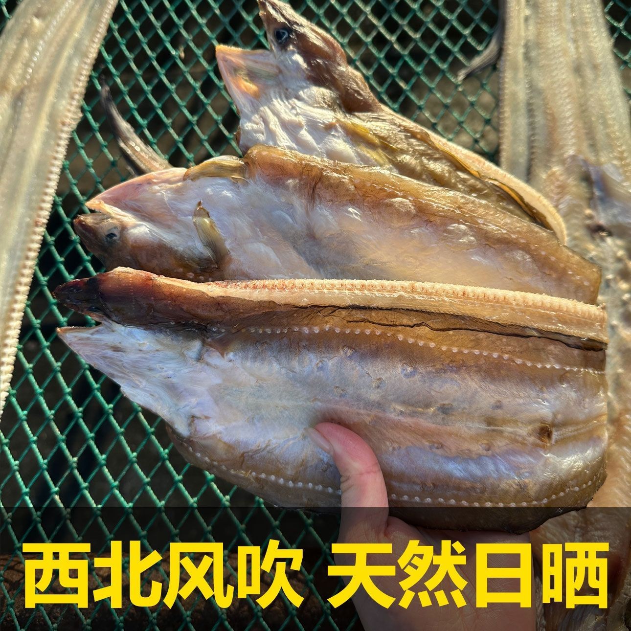 3大号现称舟山特产七星油鳗干肉质细腻淡晒无盐海鲜干货4-6两/条
