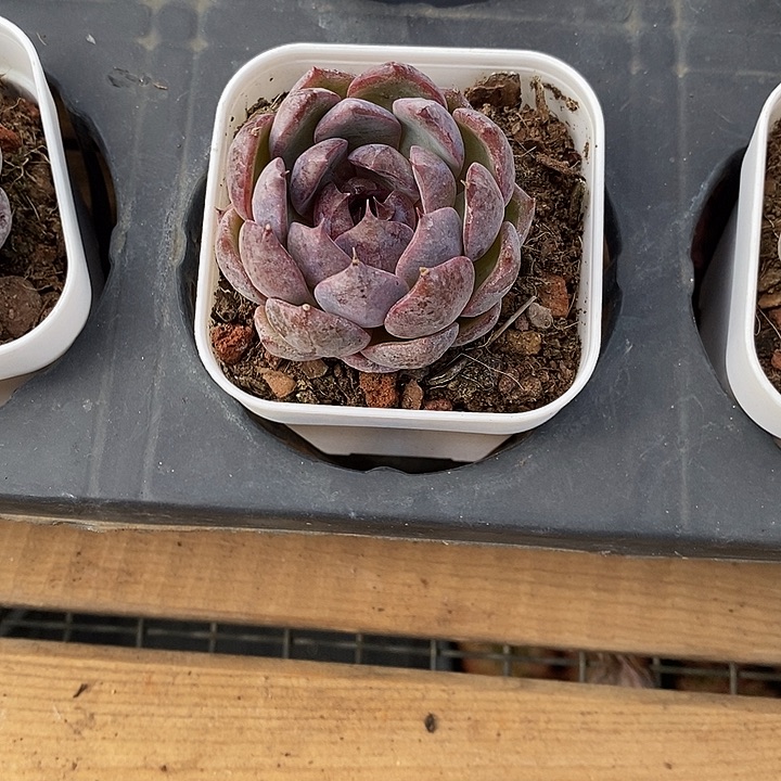 蓝莓。福利多多呀