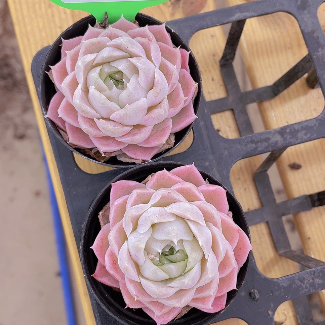 37号 白月光单头一个