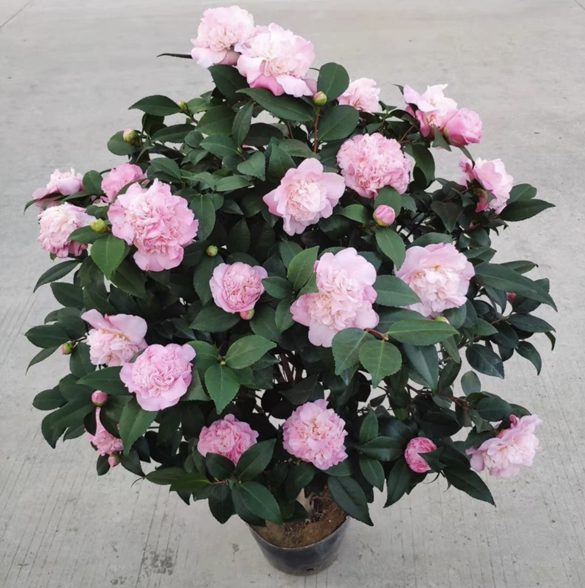 茶花香妃树浓香型粉色大花带花苞好养易活重瓣室内外耐寒耐热好养
