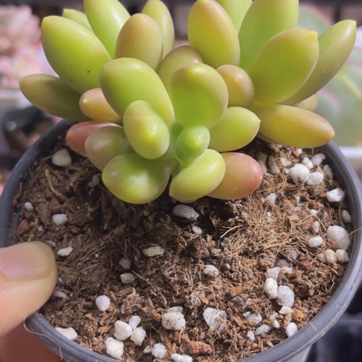 芒果奶多肉植物609