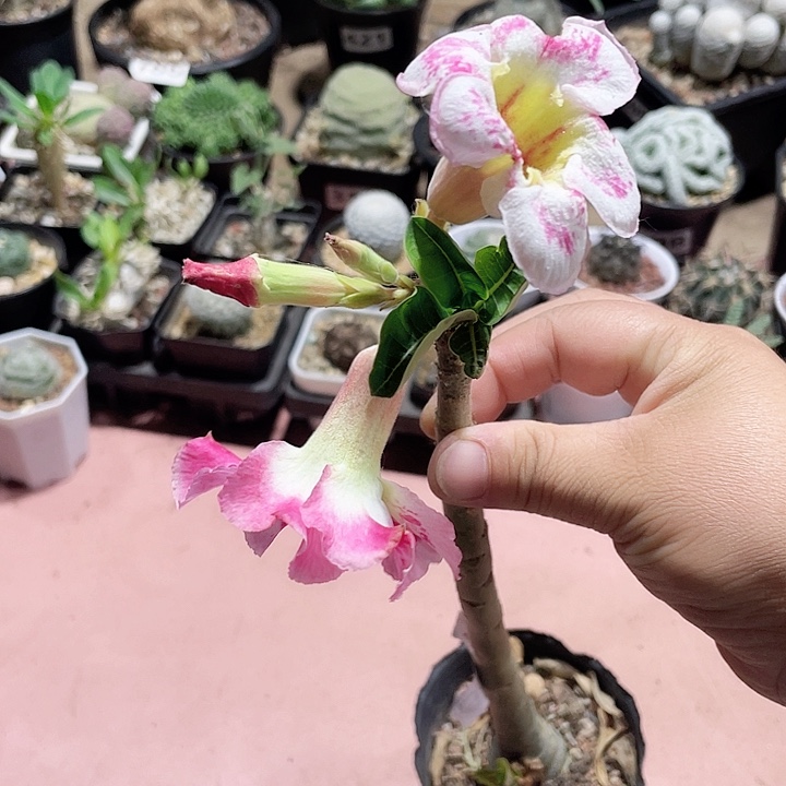 709原生桩沙漠玫瑰