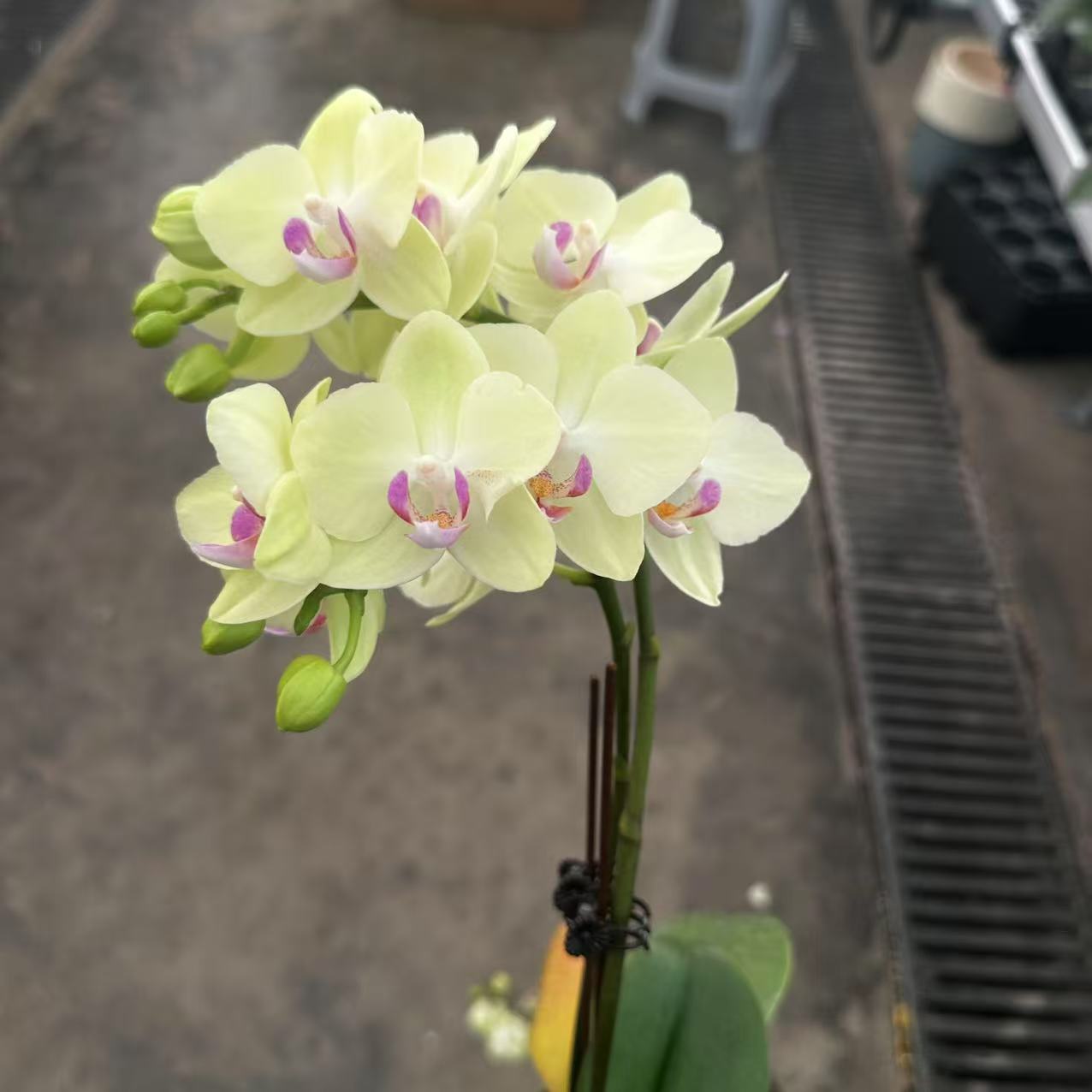 【小青梅】 蝴蝶兰单颗带花带花苞不配盆