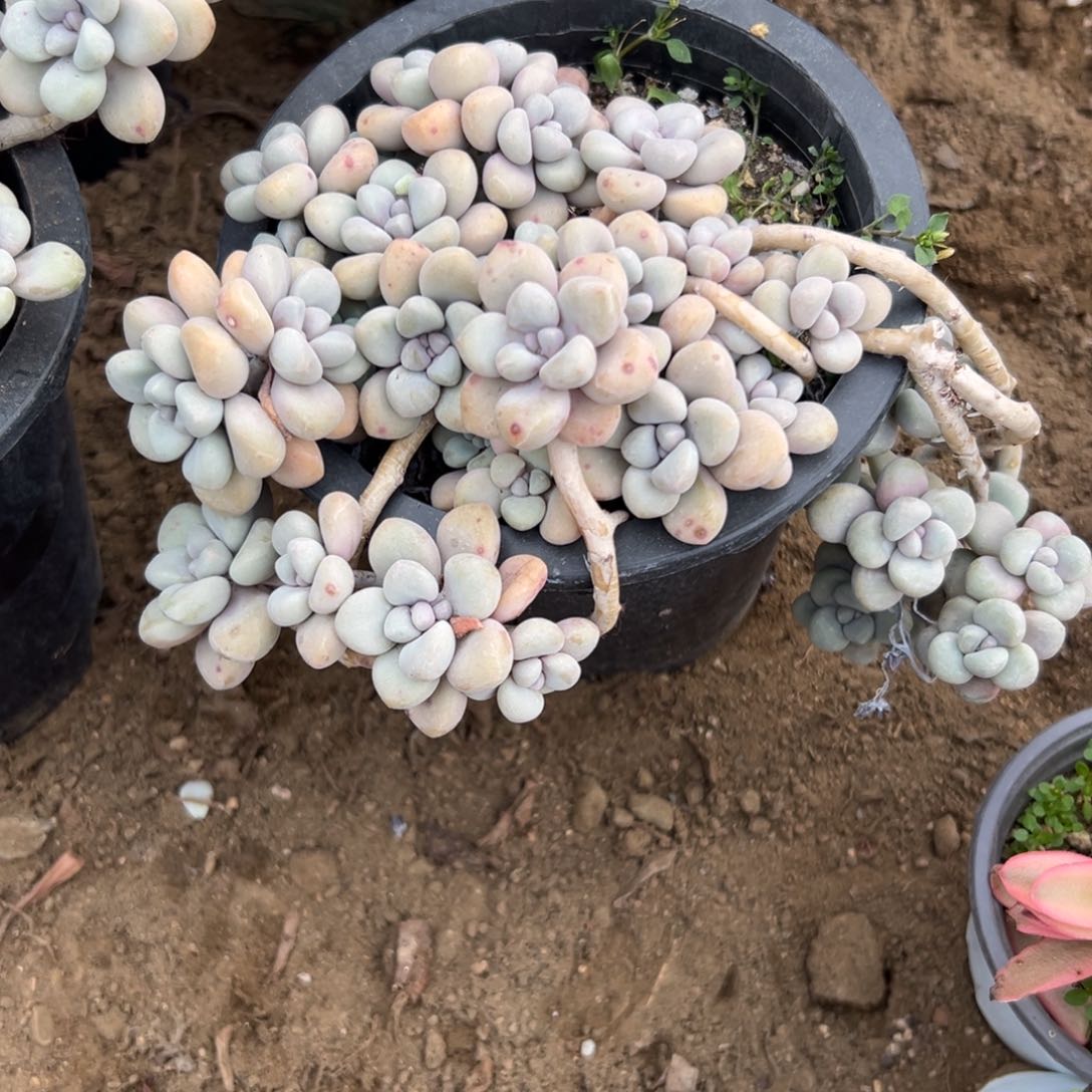 多肉植物多肉植物