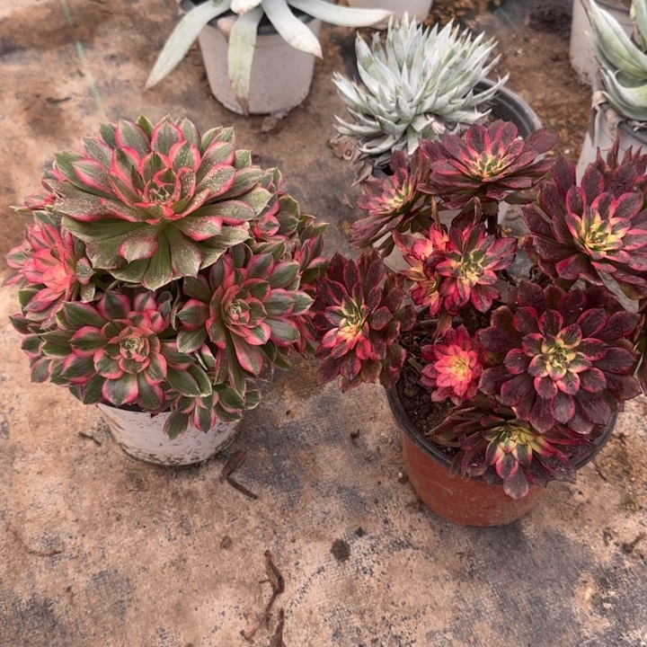 万圣节新锦➕颜花包邮。      