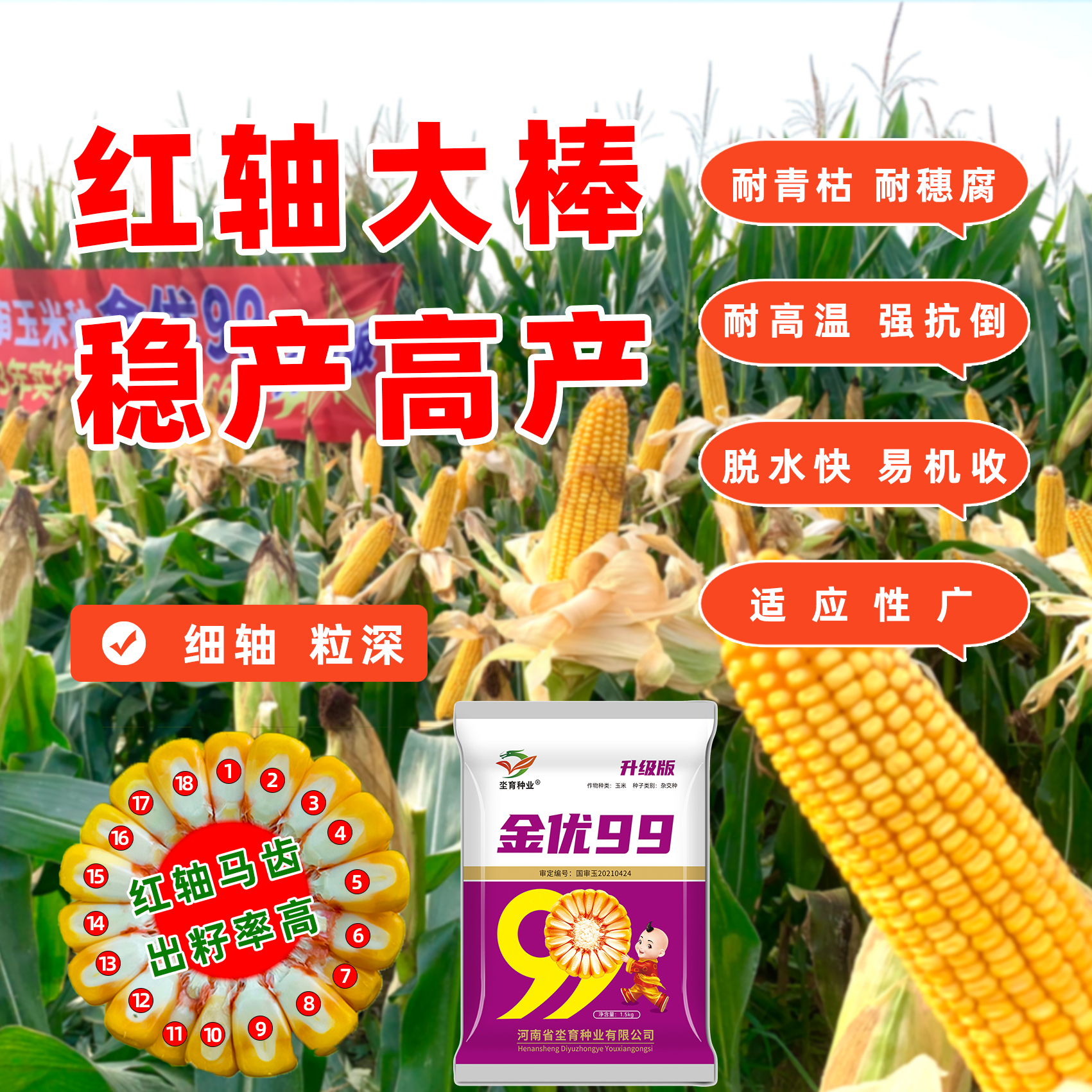 黄淮海国审玉米种子超高产新品种 金优99 红轴籽粒金黄产量种业  